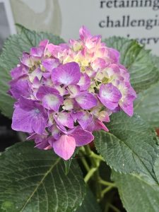 Pink and white hydrangeas bloom against a green leafy background. Captured at Pittock Mansion, Portland, during the evening. 
