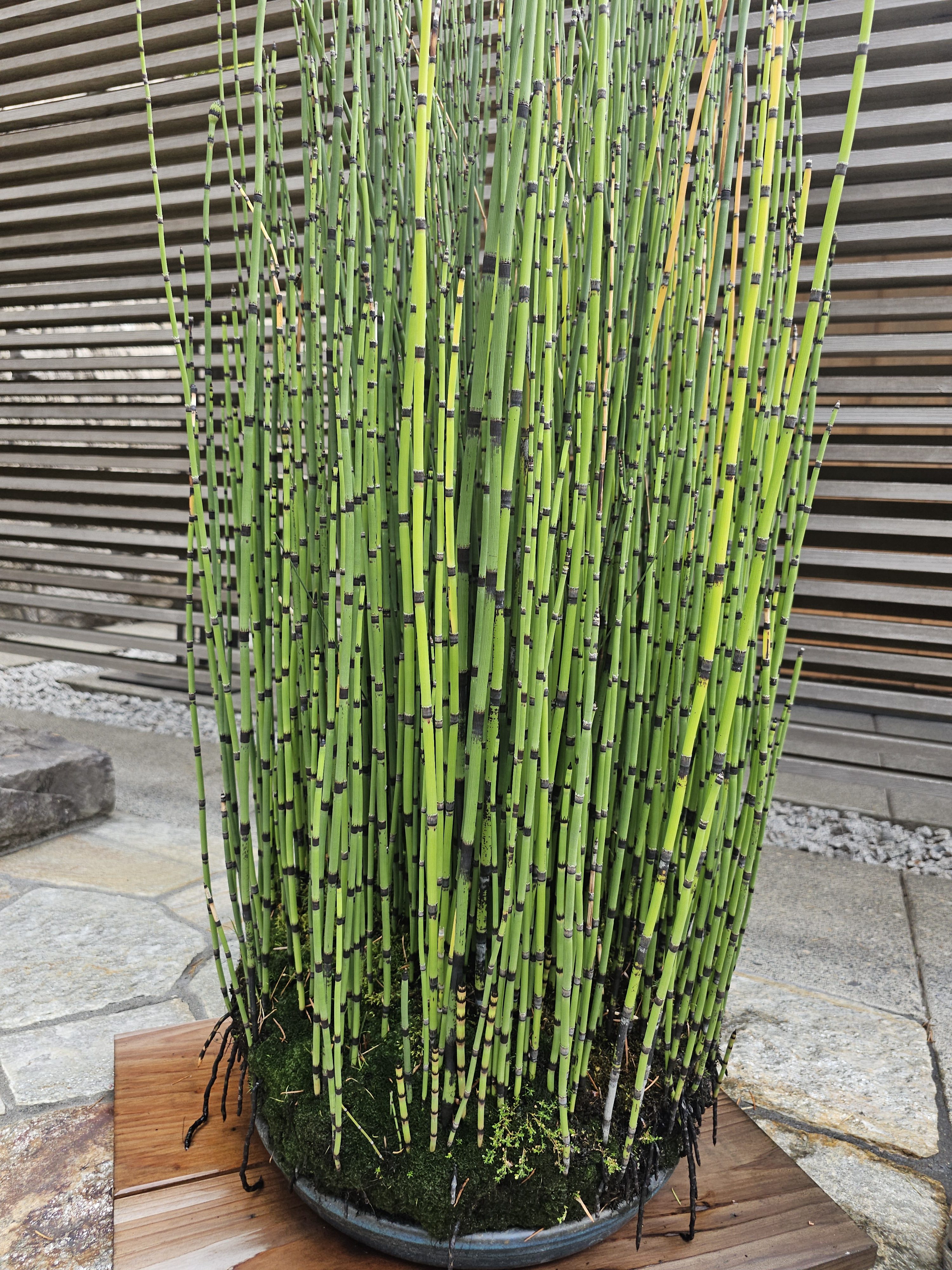 Close-up of bright green horsetail plants in a shallow round pot. Taken in the Portland Japanese Garden on a dry, clear day.