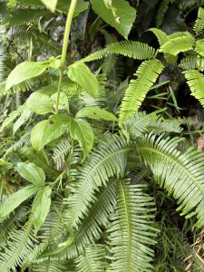 A close-up view of various green plants and ferns. 