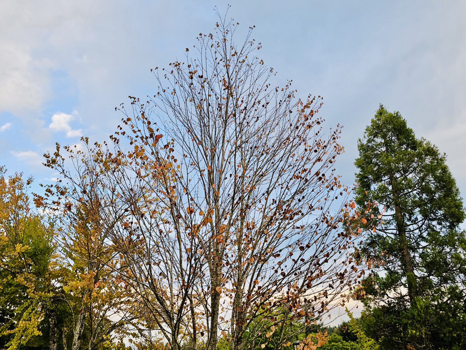 Tall tree branches with sparse orange leaves frame the evening sky at Washington Park, Portland. Hints of autumn colors and a calm mood make this a simple but atmospheric image.