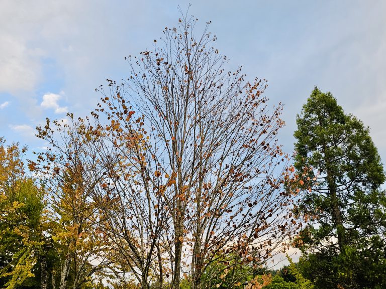 Tall tree branches with sparse orange leaves frame the evening sky at Washington Park, Portland. Hints of autumn colors and a calm mood make this a simple but atmospheric image.