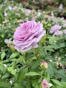 A purple rose in partial bloom surrounded by buds and green foliage, showing fine petal details. Taken in the evening at the International Rose Test Garden, Portland. 