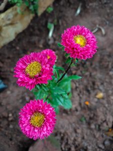 Three pink flowers with yellow centers and dewy petals, surrounded by green leaves against brown soil.