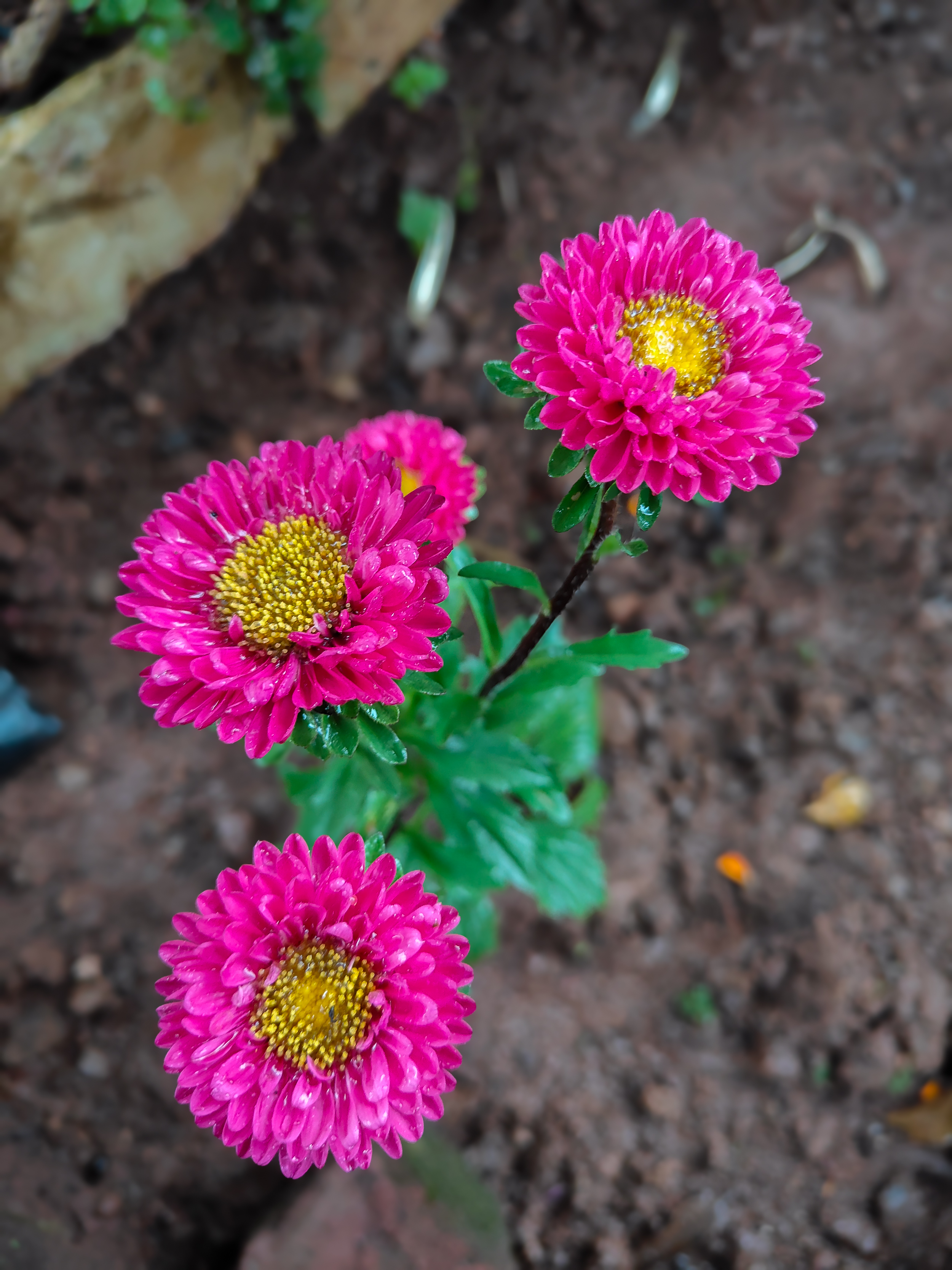 Three pink flowers with yellow centers and dewy petals, surrounded by green leaves against brown soil.