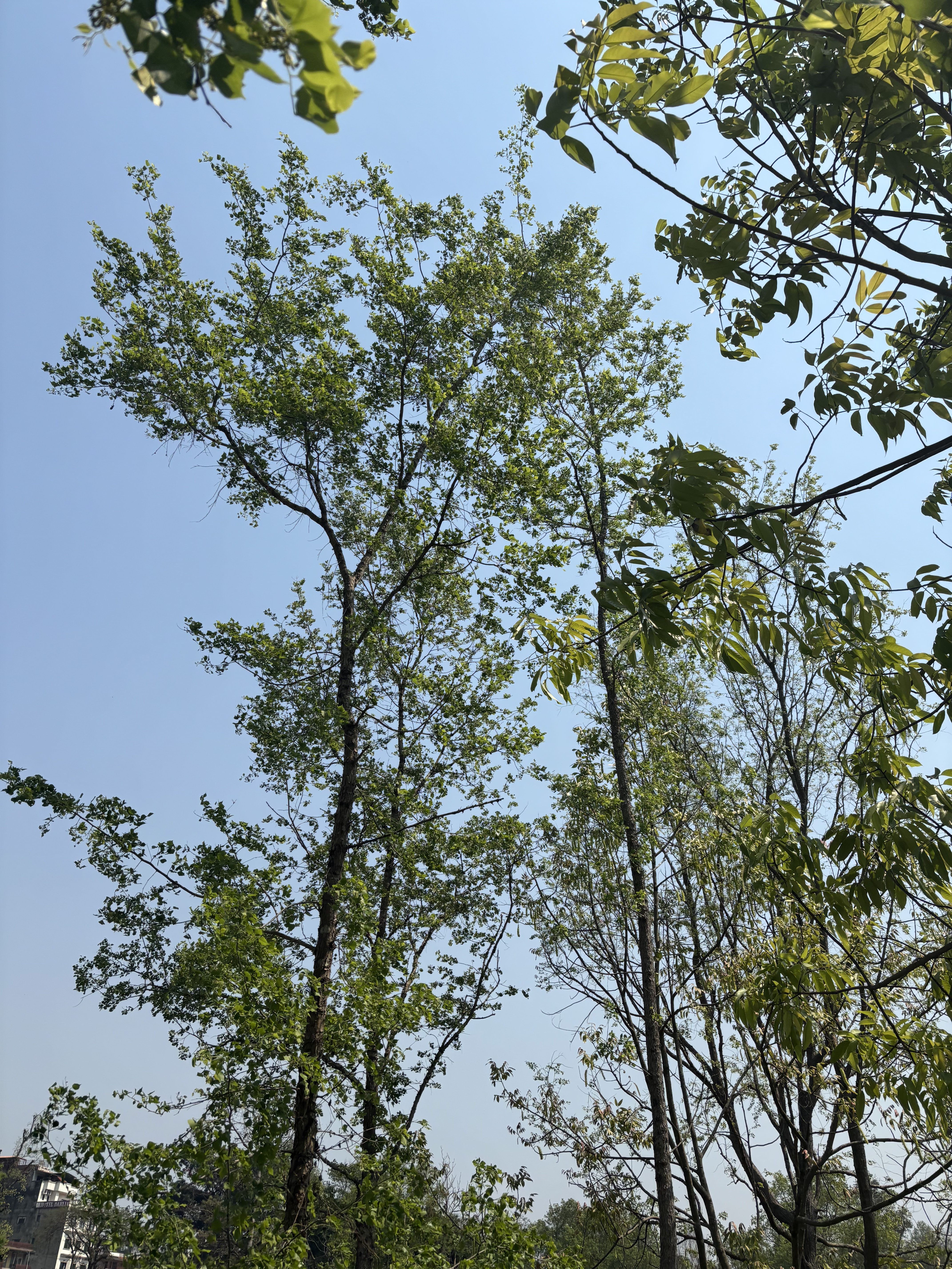 A view of tall trees with lush green leaves under a clear blue sky, framed by branches and leaves from other trees in the foreground. 