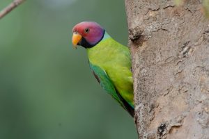 A male Plum-Headed Parakeet clings to a tree trunk, with a green body, pink-purple head, and orange beak against a blurred background.