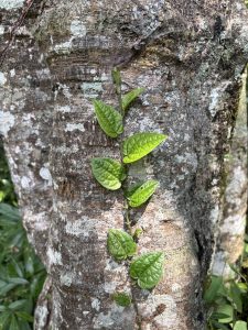 A close-up view of a tree trunk with textured bark, featuring a climbing vine with glossy green leaves