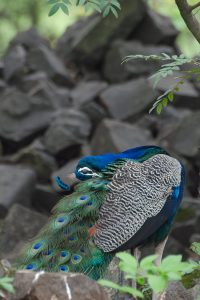 A peacock preens amid rocks and green foliage, its vibrant blue and green feathers and eye-like tail patterns standing out against a blurred natural backdrop.