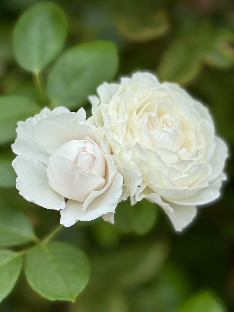Two soft white roses, one in full bloom and one as a bud. Shot in the evening at the International Rose Test Garden, Portland. The flowers are in focus with a green leafy background.