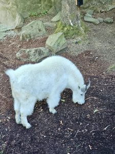 A mountain goat with thick white fur and curved horns grazes quietly in its habitat at the Oregon Zoo, Portland. It blends into the forest floor, calmly searching for food. 