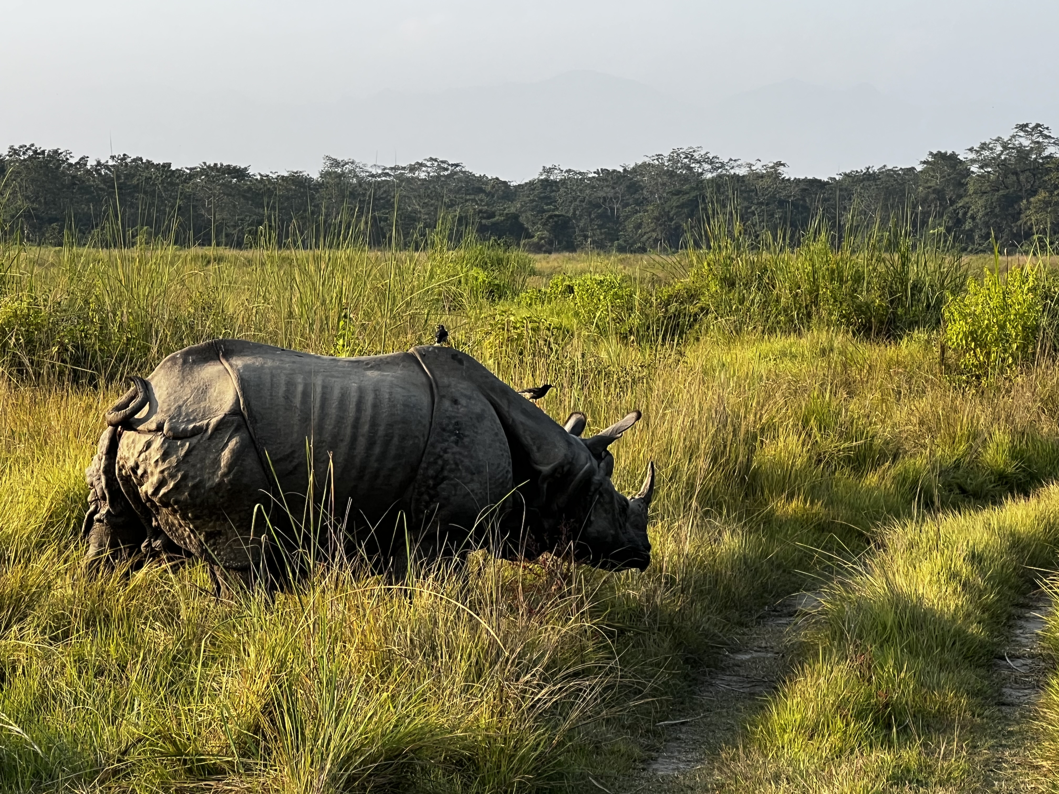 A one-horned rhinoceros lies in the tall golden-yellow grass of a meadow, with two small birds resting on its back and a dense line of trees marking the horizon.