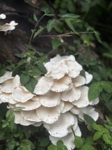 A cluster of large, white mushrooms with wavy edges growing on a dark, decaying log, surrounded by lush green foliage. 