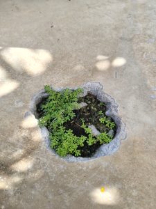 A close-up view of a small hole in a concrete surface, where several green plants are growing.