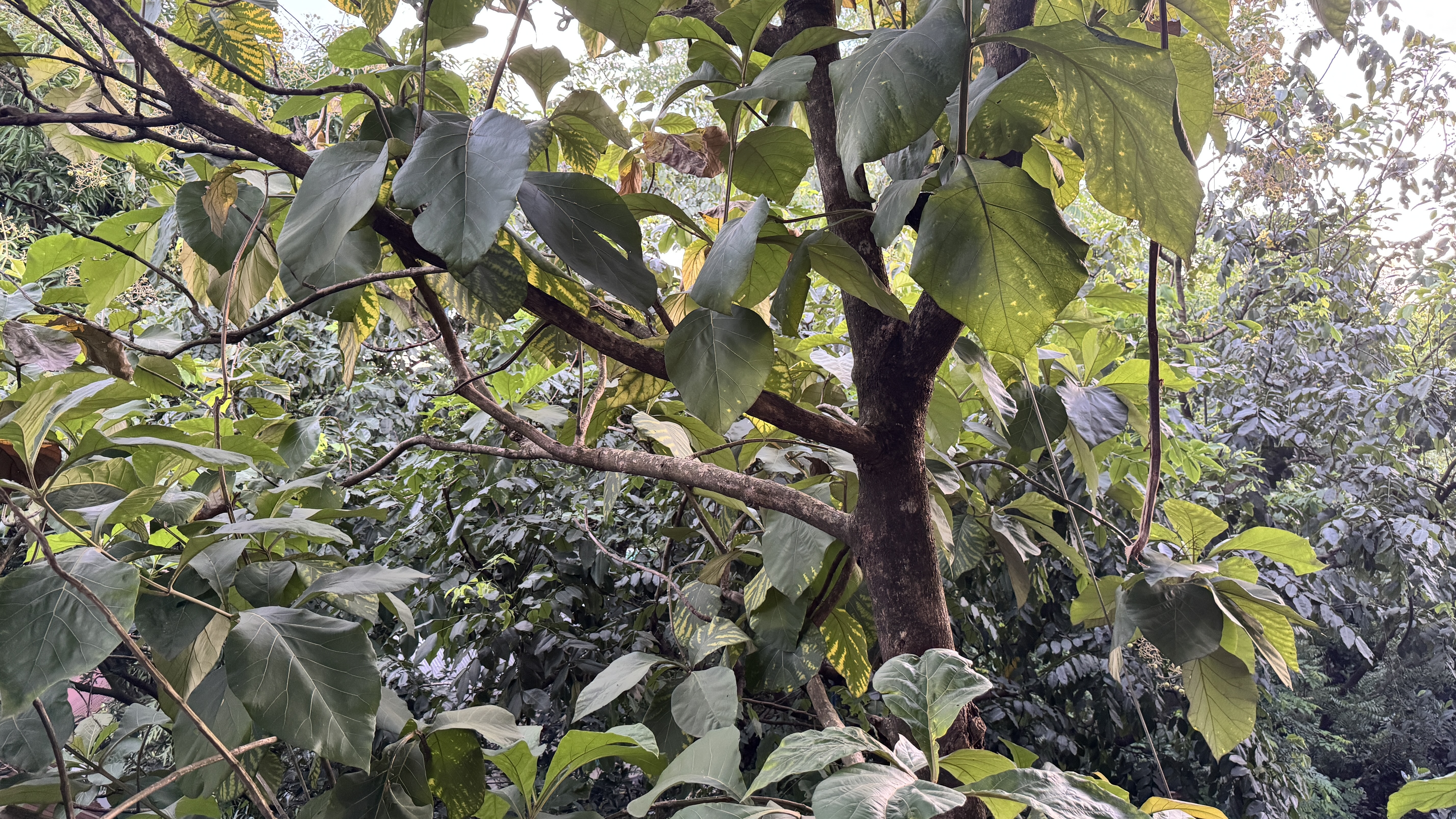 The dark trunk and branches of a Teak tree are seen in the center of a dense, lush grove of green foliage.