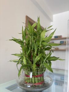 A lush green plant arrangement featuring multiple bamboo stalks tied together with red ribbon, placed in a clear glass vase filled with water and small stones. 