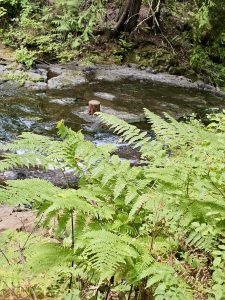 Fresh green ferns grow beside a shallow creek with rocky banks and flowing water. Columbia River Gorge National Scenic Area, Oregon. 