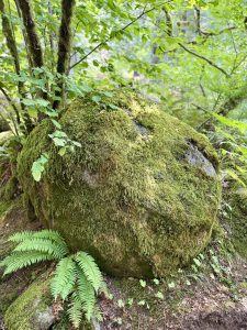 A moss-covered rock sits beside a clear stream. Ferns and green branches frame the peaceful riverside scene. Columbia River Gorge National Scenic Area, Oregon. 