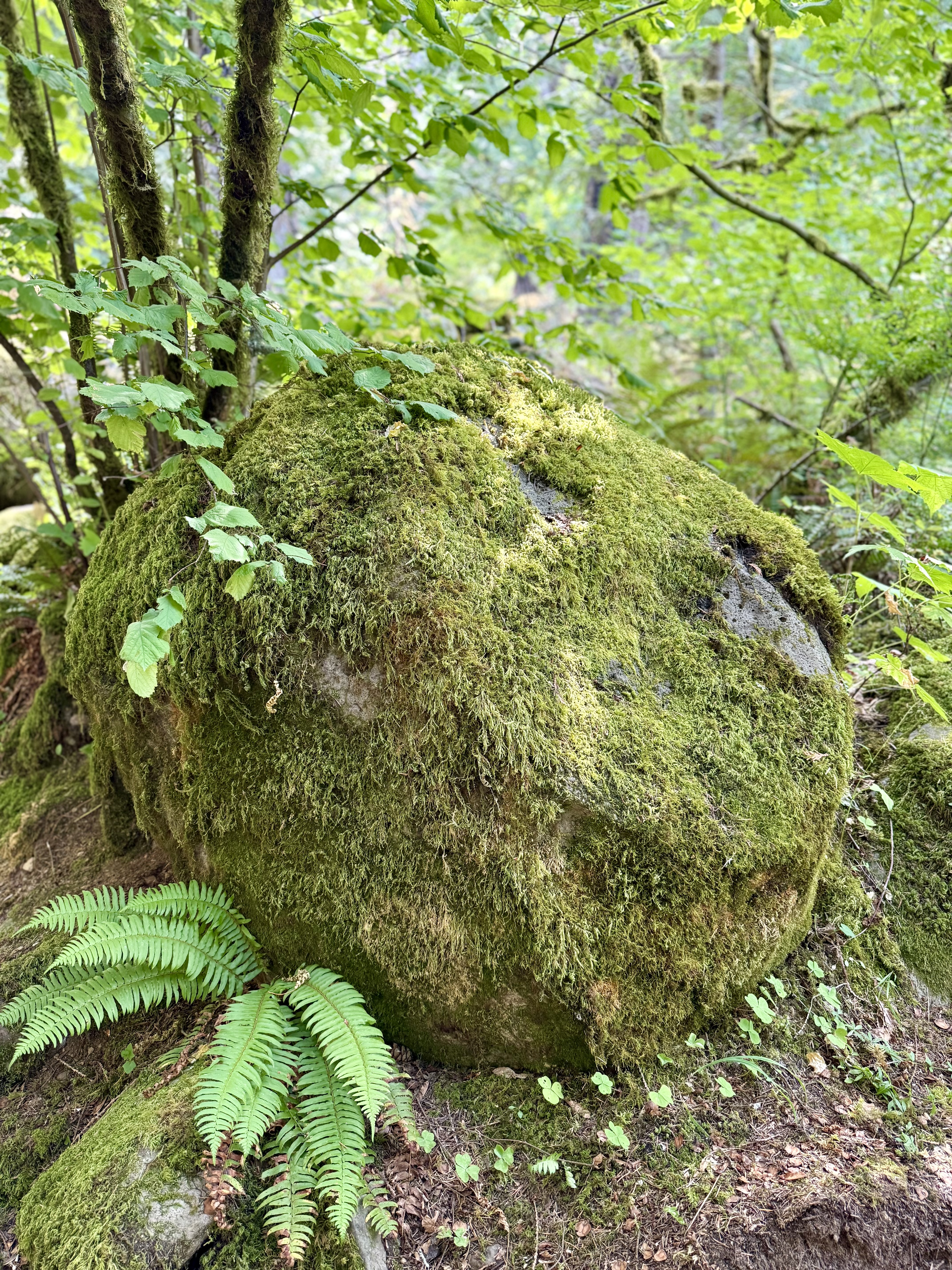 A moss-covered rock sits beside a clear stream. Ferns and green branches frame the peaceful riverside scene. Columbia River Gorge National Scenic Area, Oregon. 