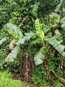 Banana plantations after a rain pour