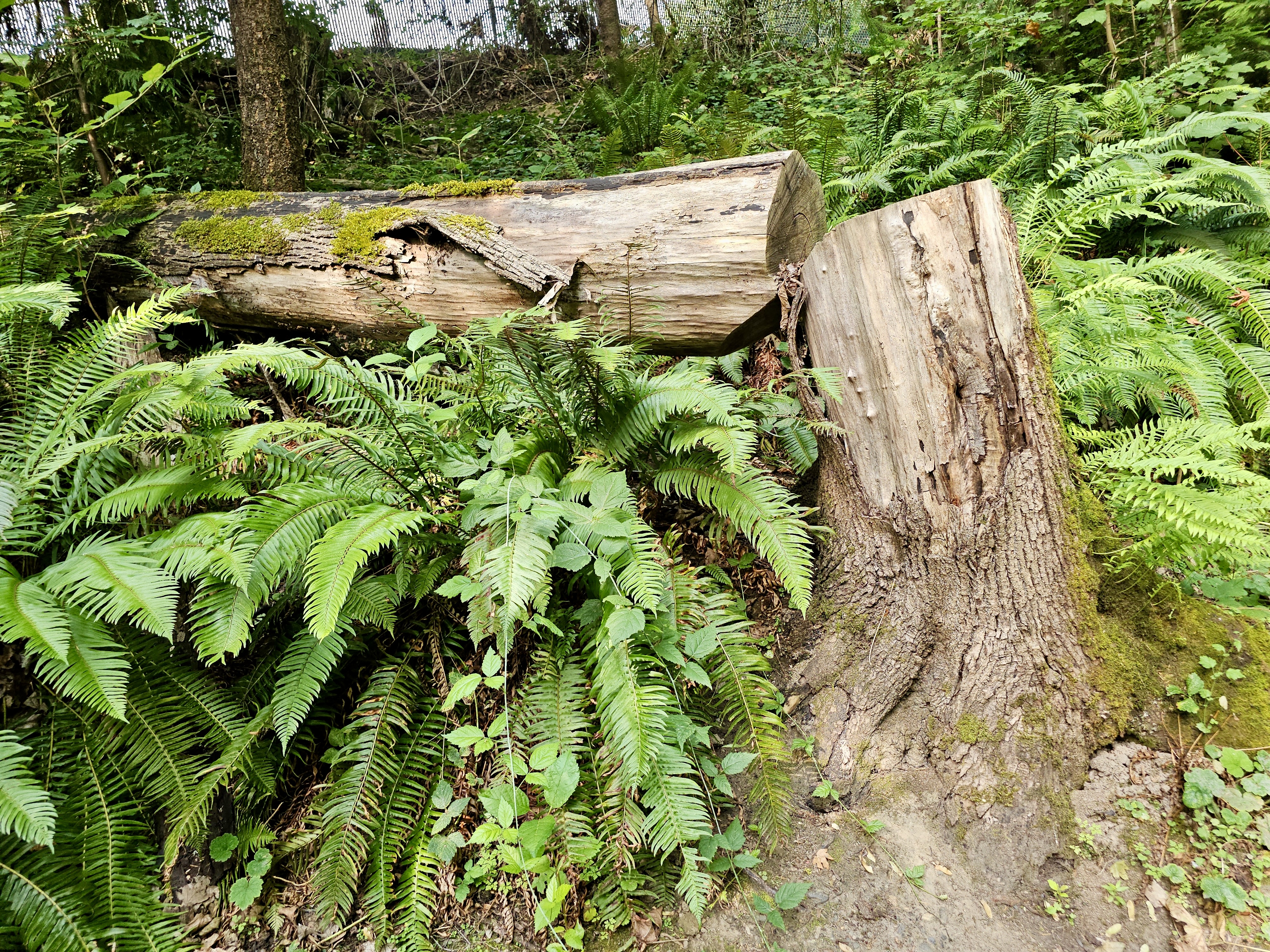 A fallen tree covered in moss lies among lush green ferns in a forested area of the Oregon Zoo. The scene depicts nature’s quiet decay and regrowth at the Oregon Zoo in Portland.