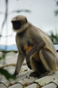 A monkey with light brown fur and a dark face is sitting on a corrugated roof covered with dried leaves.