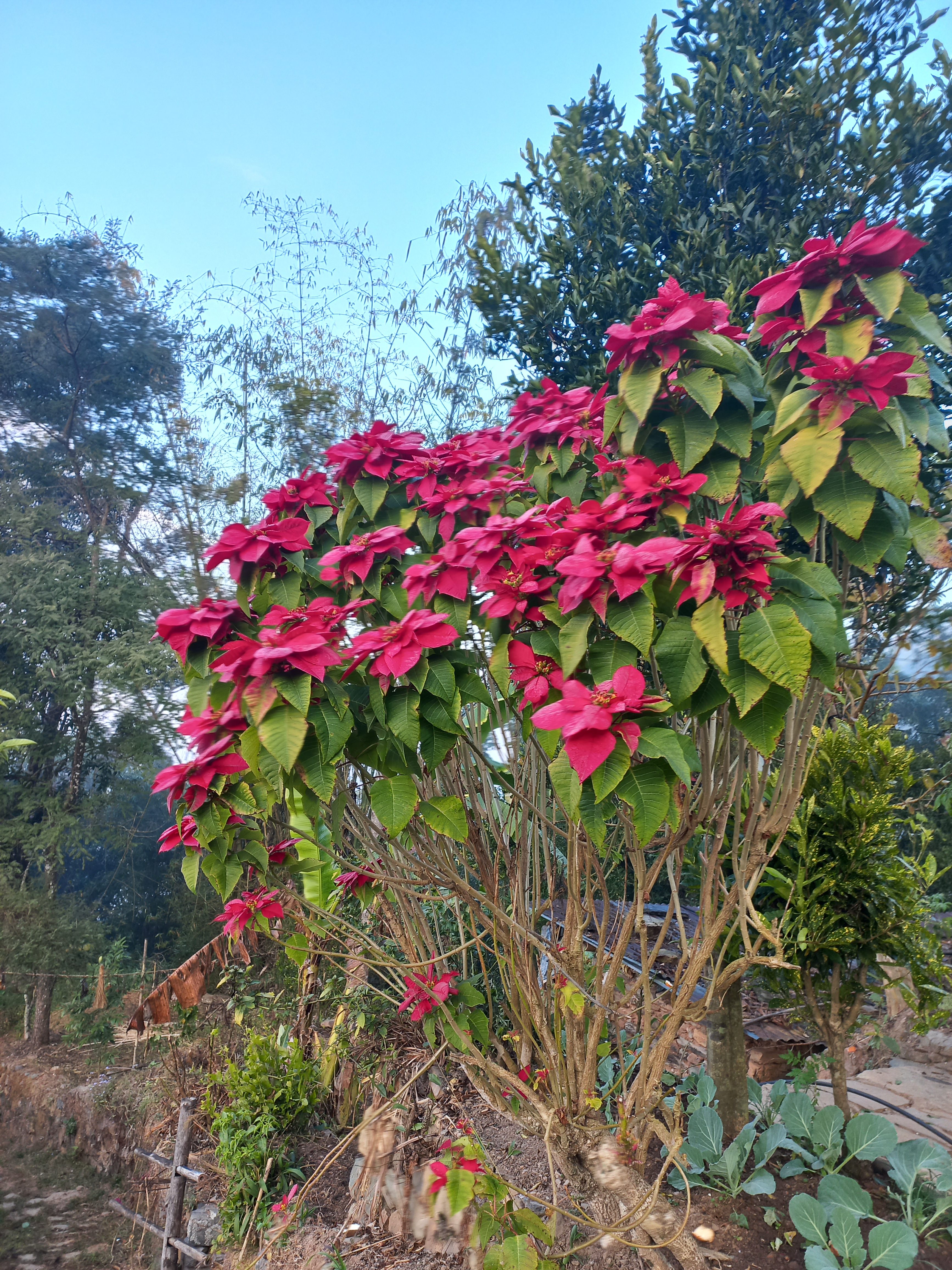 A vibrant bush covered in bright red flowers with broad green leaves stands prominently against a clear blue sky.