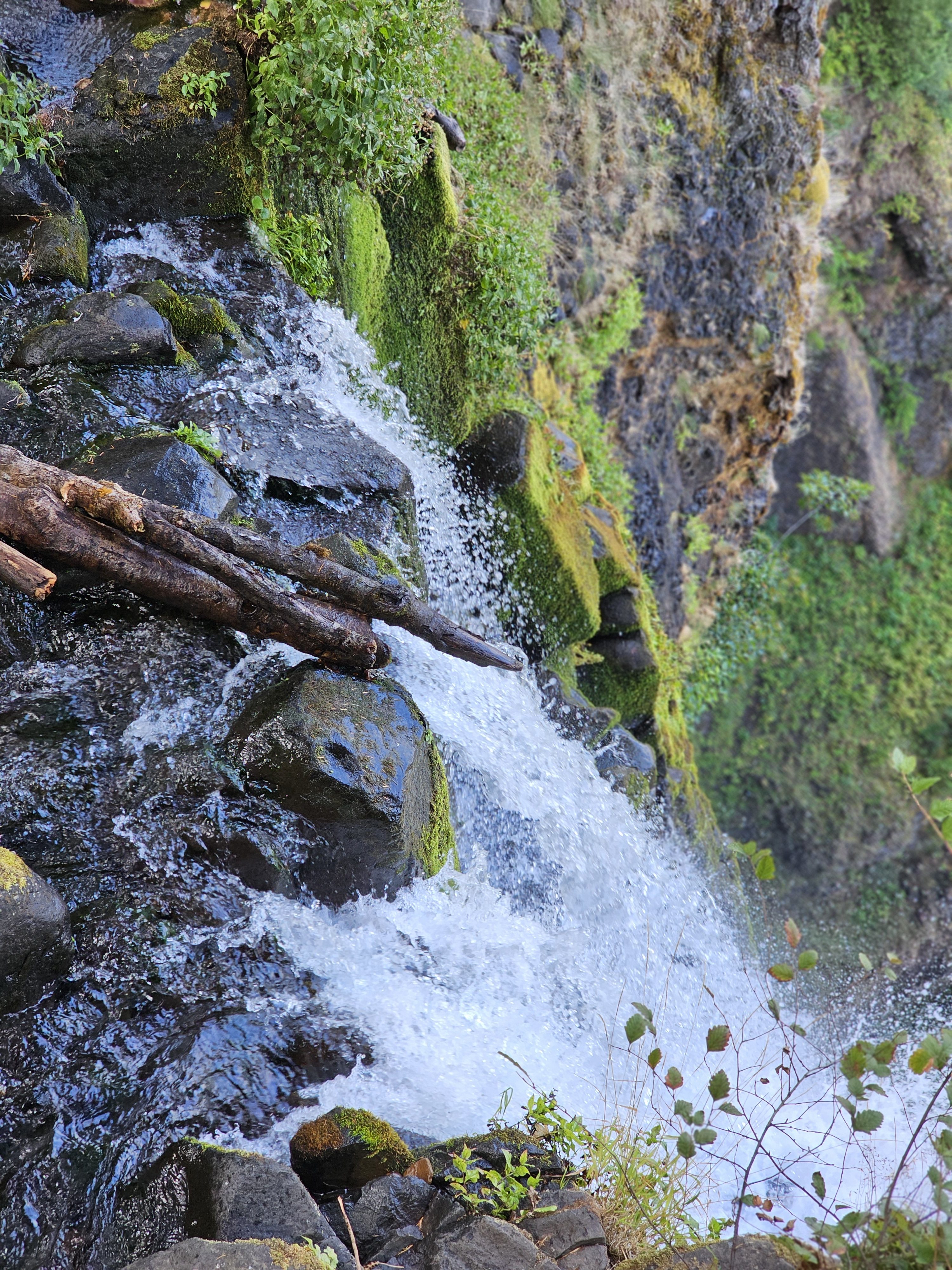 A steep cascade flows over moss-covered rocks in the Columbia River Gorge area of Oregon. The water rushes with power, framed by greenery and fallen branches, showcasing the rugged and wild charm of the gorge landscape.