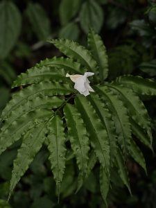 A small white fallen flower rests on shiny fern leaves with raindrops. A peaceful scene captured from the forest floor near Thusharagiri Falls, Kozhikode. 