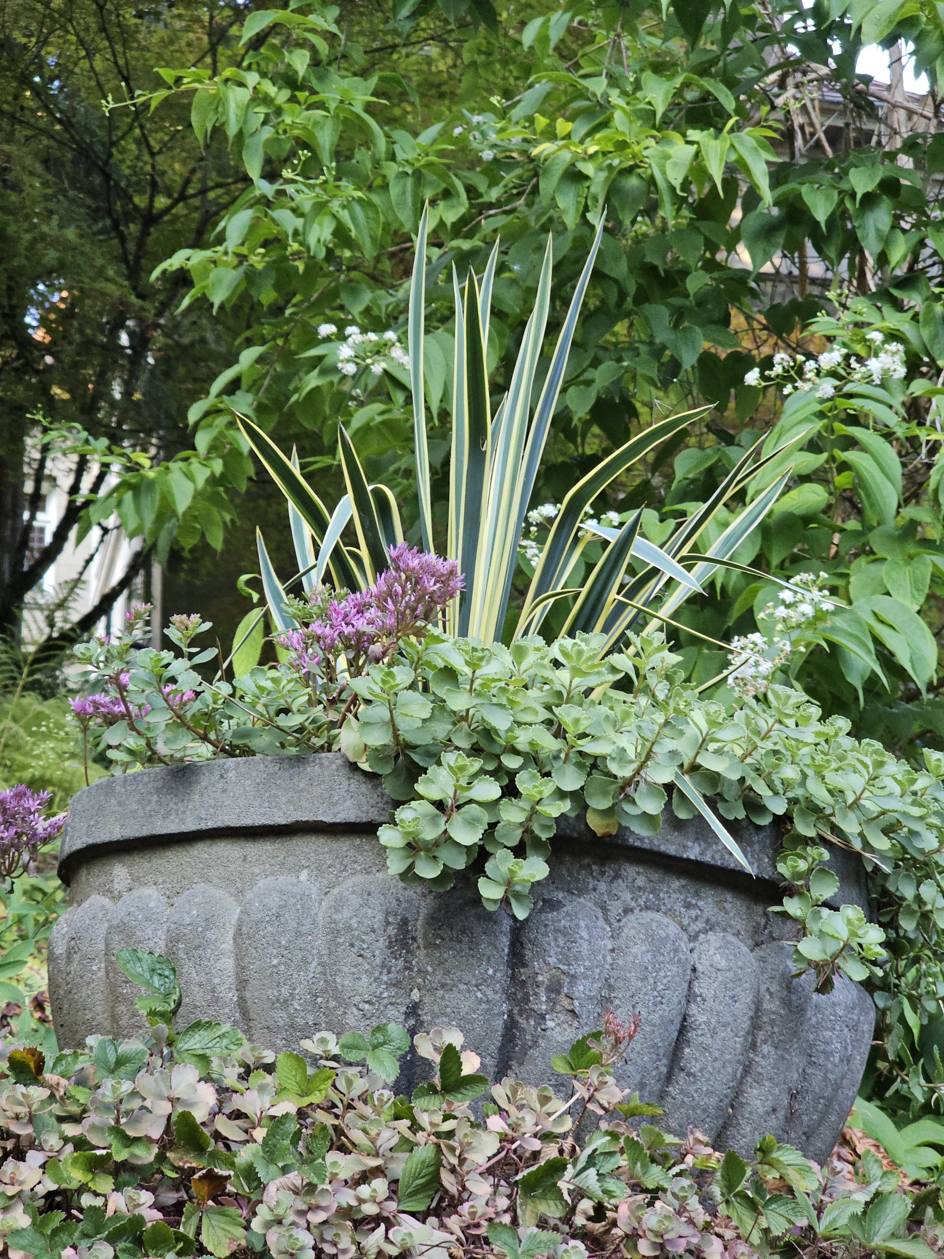 A stone planter filled with mixed green plants and purple flowers, seen in the garden of Pittock Mansion, Portland, during evening hours.