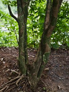 A close-up of a tree trunk with green mossy patches and visible roots, taken on a forest trail near Thusharagiri Falls, Kozhikode, Kerala. 