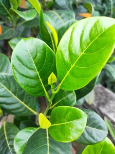 Close-up of glossy green jackfruit leaves with fresh new growth, against a blurred background.

