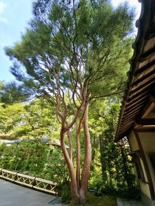 A tall tree with reddish bark stands beside a traditional Japanese structure. Captured in soft daylight at Portland Japanese Garden, showcasing contrast and height. 