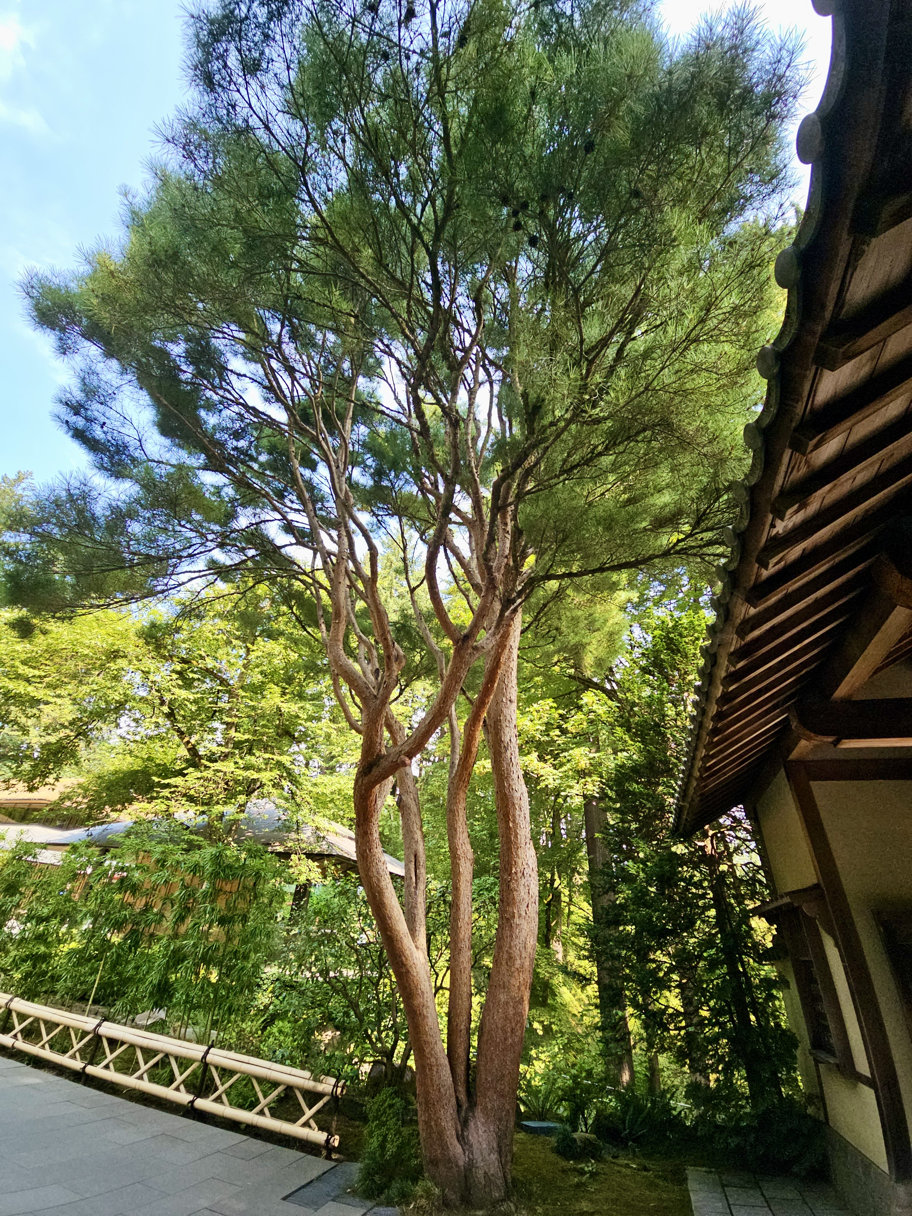 A tall tree with reddish bark stands beside a traditional Japanese structure. Captured in soft daylight at Portland Japanese Garden, showcasing contrast and height. 