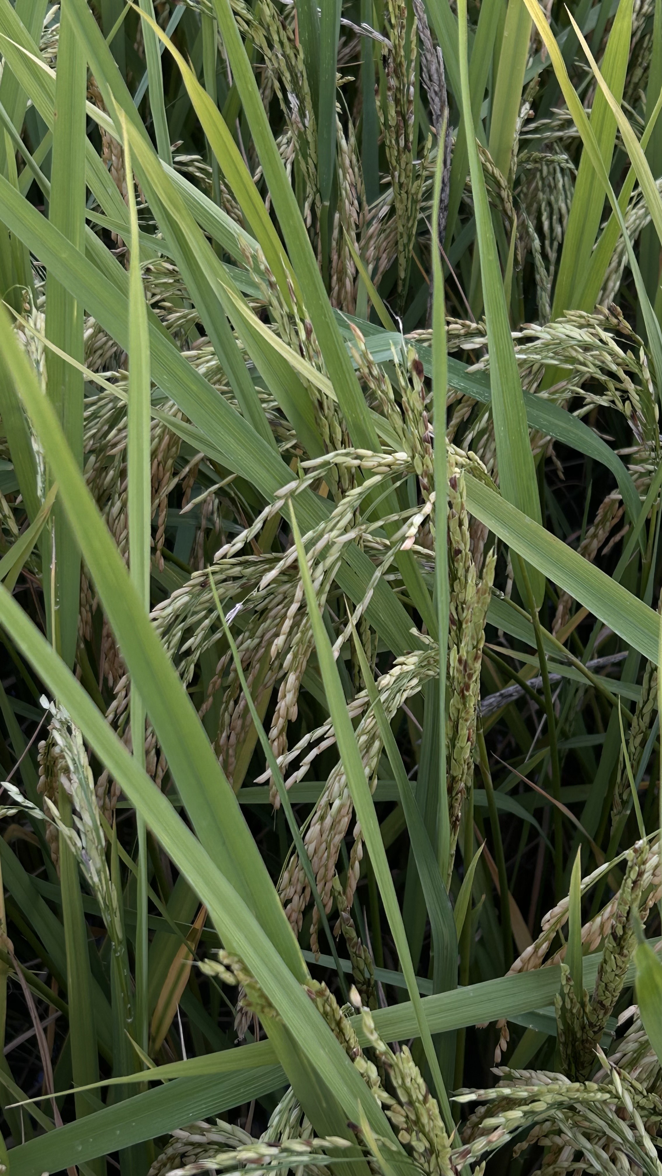 A close-up view of rice plants showcases tall, green stalks and clusters of grain heads in various stages of ripeness.