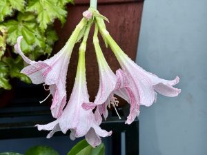 A close-up of delicate pink Rain Lily flowers with raindrops on their petals. The fresh blooms are leaning downward, captured after rain in a home garden near Perumanna, Kozhikode. 