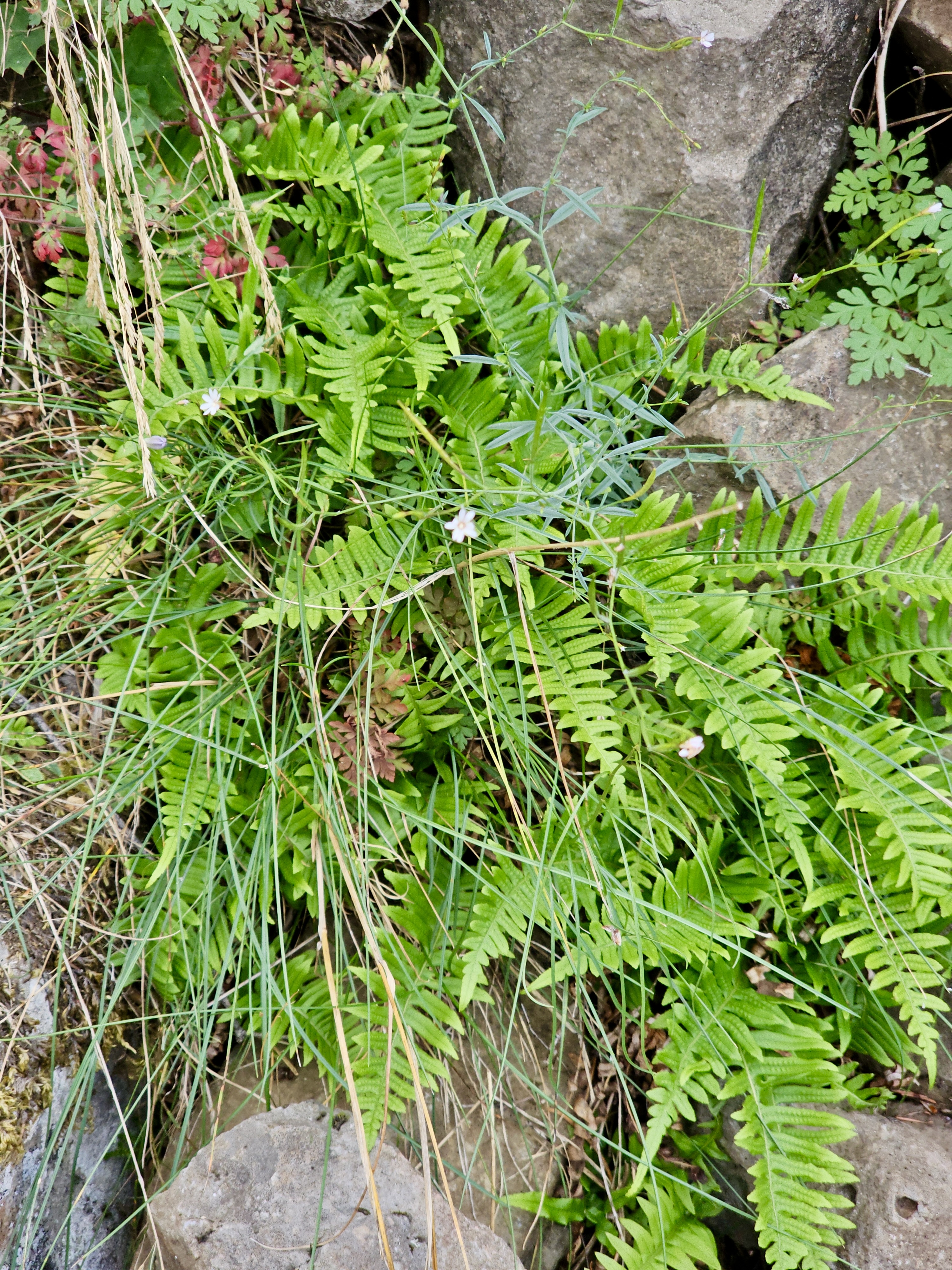A cluster of ferns and grass growing between rocks. Photographed in the Columbia River Gorge National Scenic Area, Oregon. 