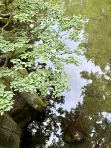 A branch with small green leaves hangs over a clear pond, reflecting the sky and trees in the water. The peaceful scene is captured inside the Japanese Garden in Portland. 