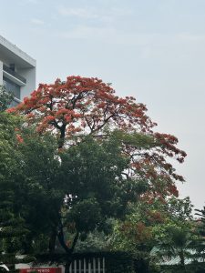A tall tree in full bloom, crowned with clusters of bright red-orange flowers that stand out vividly against the green foliage below.
