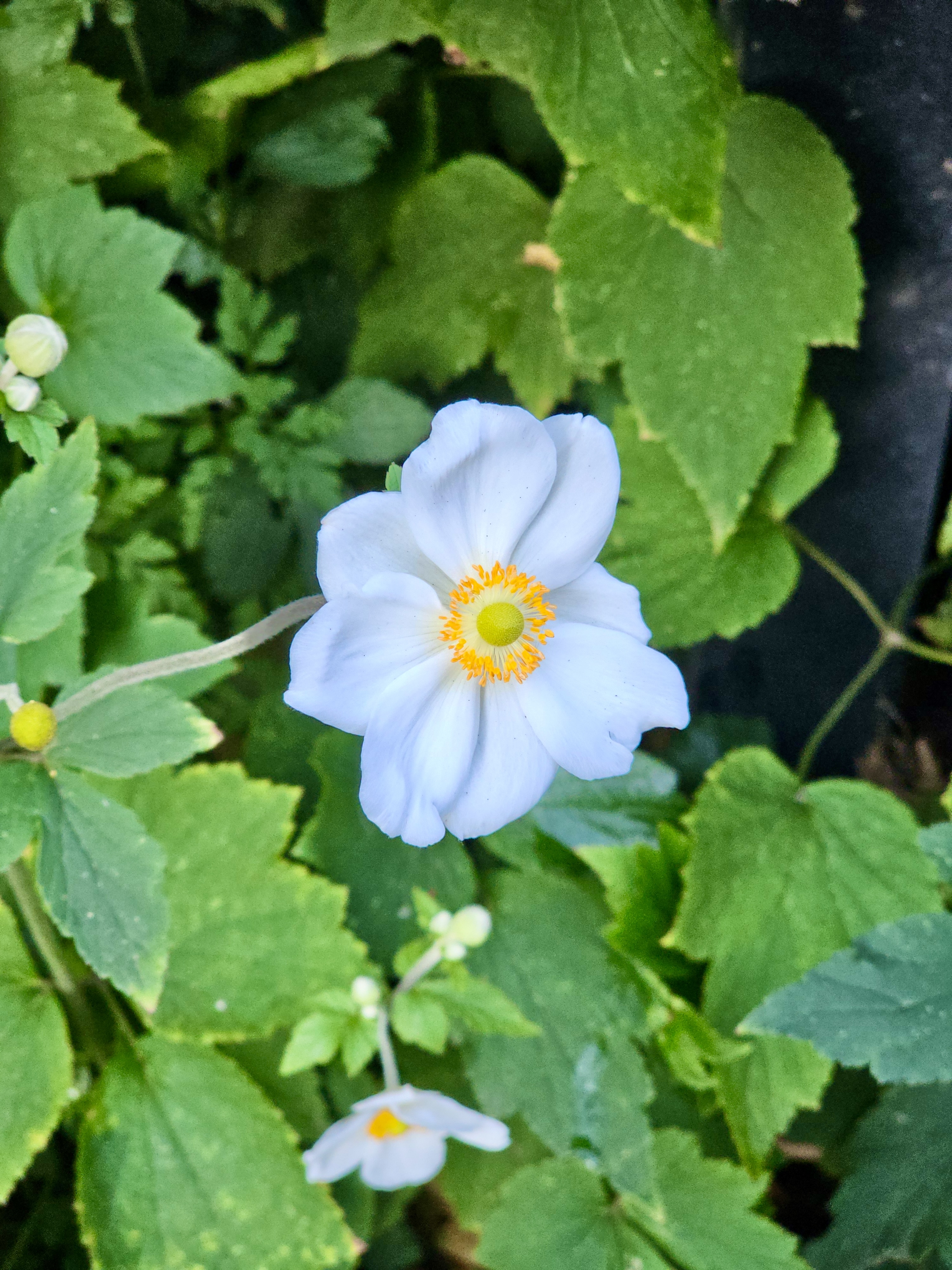 A single white anemone flower with a yellow center blooms among green leaves. Captured in the evening at Pittock Mansion, Portland. 