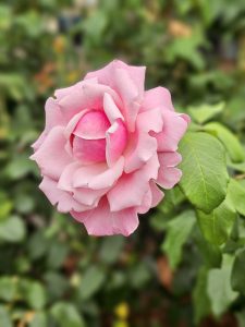 A single pink rose in full bloom with soft, delicate petals, captured clearly against a blurred green background, is captured in the Portland riverfront.