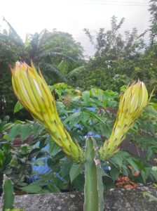 Two pale green dragon fruit buds grow symmetrically from a three-ridged cactus stem, nearly ready to bloom in a lush garden
