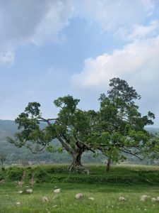A large, leafy tree with a broad canopy stands prominently in a grassy field. 