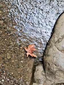 A single brown leaf lies on pebbles beside a flowing stream. Light ripples reflect the sky. Columbia River Gorge National Scenic Area, Oregon. 