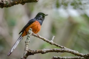 White-rumped Shama A bird with a black head and wings, a bright orange breast, and a long white-tipped tail is perched on a branch. The background is softly blurred, featuring green foliage that suggests a natural setting, enhancing the focus on the bird.