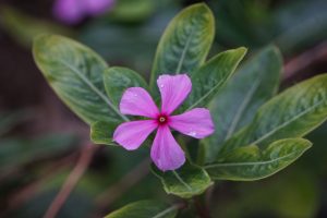 Close-up of a pink periwinkle flower with five petals, surrounded by green leaves in the background.