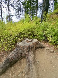 A weathered tree stump with roots exposed sits beside a hiking trail in the Columbia River Gorge National Scenic Area, Oregon. 