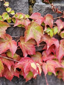 Bright red ivy leaves spread over a gray stone wall, creating a striking color contrast. Captured in Washington Park, Portland, during the evening. A vibrant autumn-themed image with precise detail and texture.