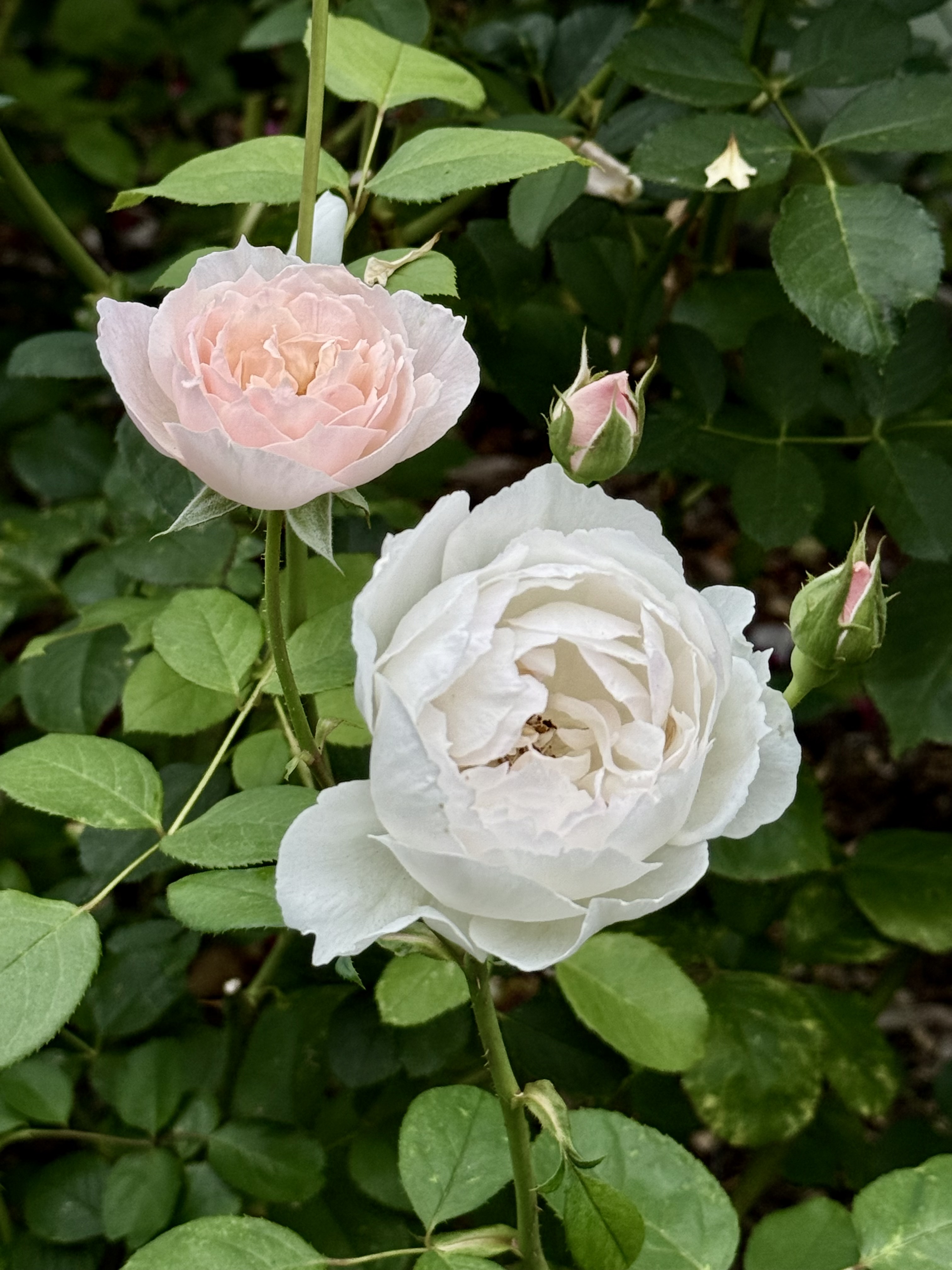 Soft pink and white roses in bloom, surrounded by green leaves. Captured at Washington Park, Portland, in the evening light.
