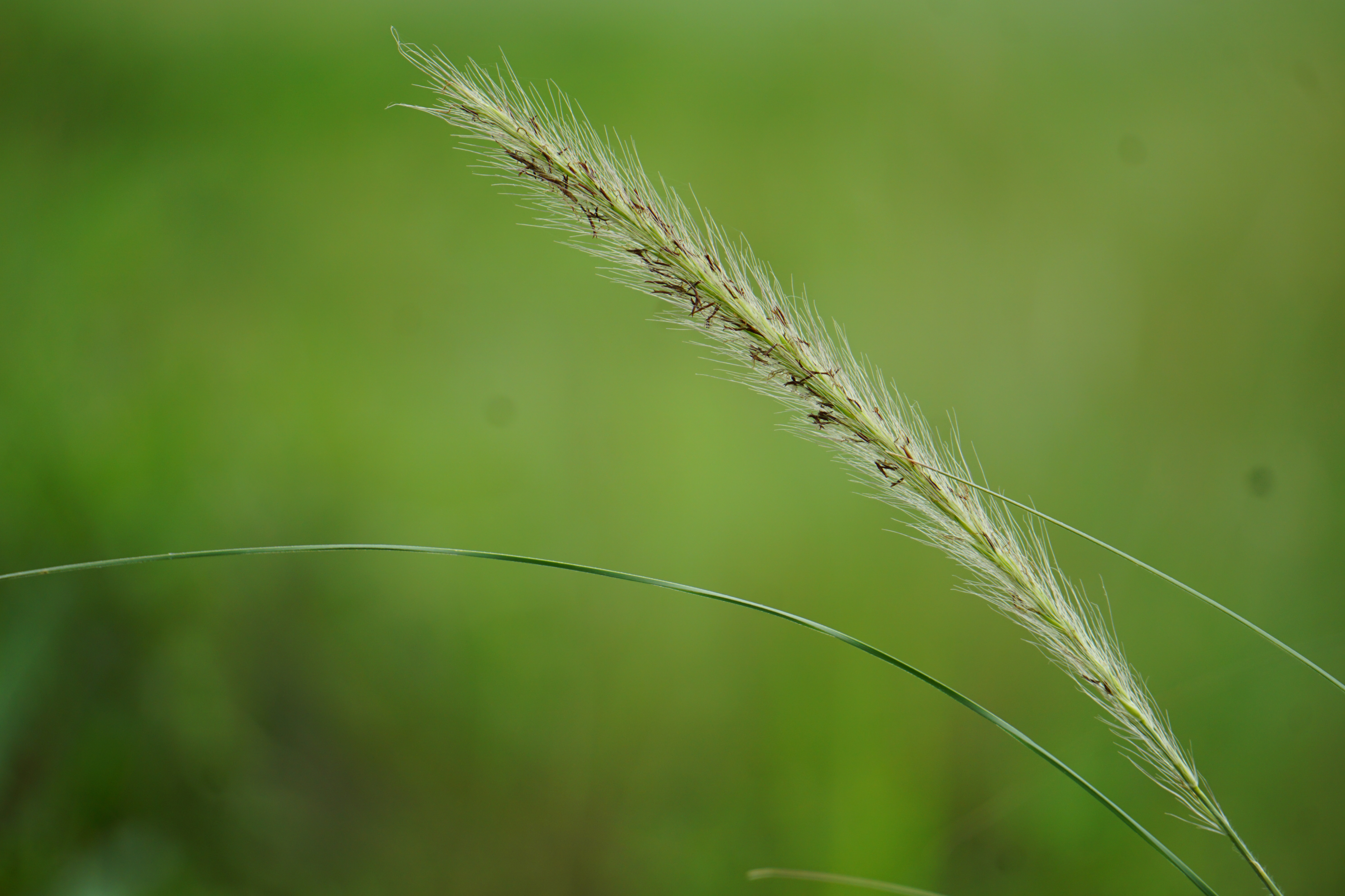 Close-up of a wild grass seed head with fine white bristles, set against a soft green blurred background.