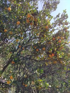 A vibrant tree filled with numerous ripe oranges and green leaves under a clear blue sky. 
